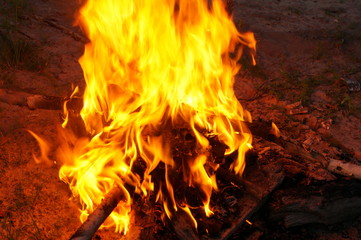 Bright flame of fire from birch bark and firewood in the evening forest