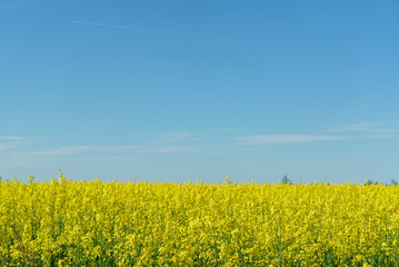 Obraz premium rape field