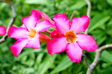 pink flower