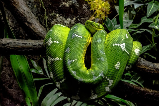 Emerald Green Boa coiled on branch