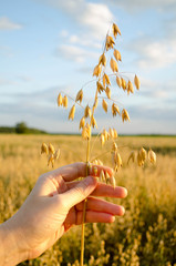 Plant Oats in hand