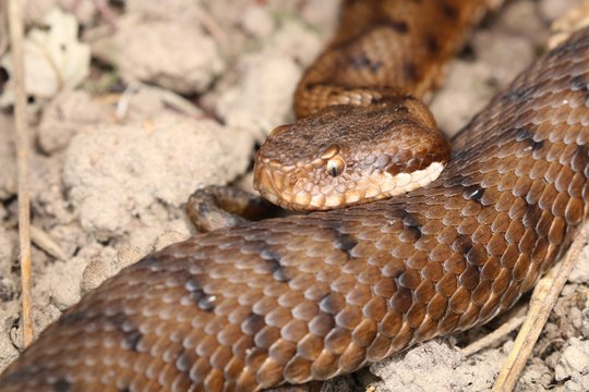 Vip&egrave;re aspic en Touraine