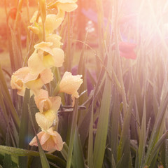 Yellow flowers in the garden in the sun