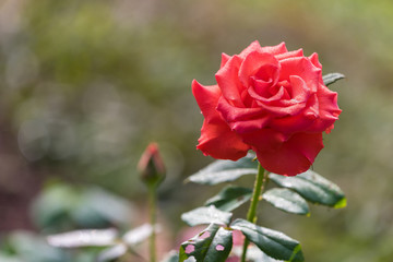 Red roses bouquet with free space for text, Selective focus