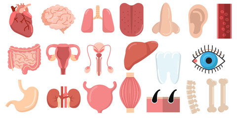 Human organs set with brain heart lungs stomach bowels kidneys tongue nose ear eye spine elements collection, flat icons set, Colorful symbols pack contains. Vector illustration. Flat style design
