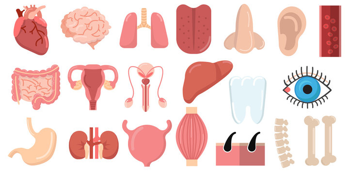 Human organs set with brain heart lungs stomach bowels kidneys tongue nose ear eye spine elements collection, flat icons set, Colorful symbols pack contains. Vector illustration. Flat style design