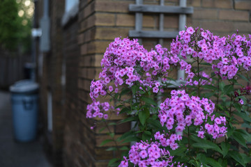 Flower and Garden