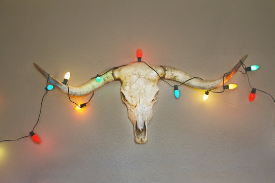 A longhorn skull hung on a wall is decorated with Christmas lights