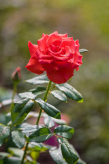 Red roses bouquet with free space for text, Selective focus