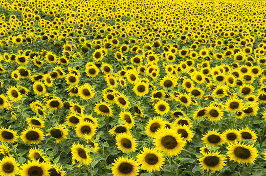 Field of blossoming sunflowers, many, background