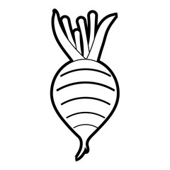 radish vector illustration