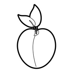 peach vector illustration