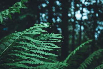 Fern