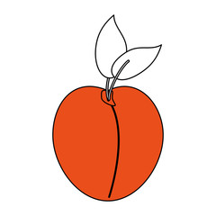peach vector illustration