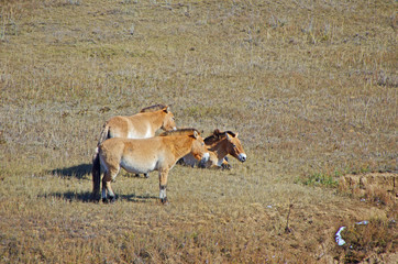 世界唯一の野生馬であるモウコノウマ