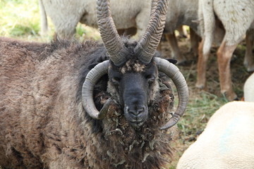 Schafbock