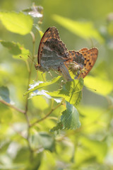Silver-washed fritillary - Argynnis paphia - mating pair