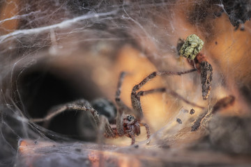 Spider Agelena labyrinthica in its hole