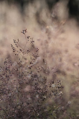 Meadow grasses bacground