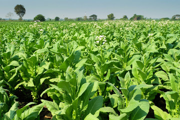 Fototapeta na wymiar tobacco field