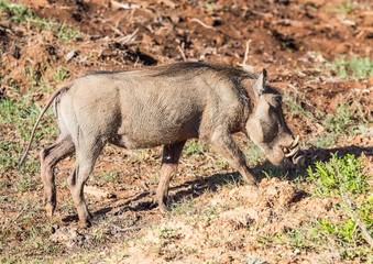 Warthog is searching for food at Addo Elephant Park