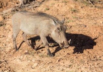 Fototapeta premium Warthog is searching for food at Addo Elephant Park