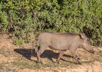 Warthog is searching for food at Addo Elephant Park