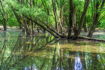 Flooded forests near river Danube,  Slovakia