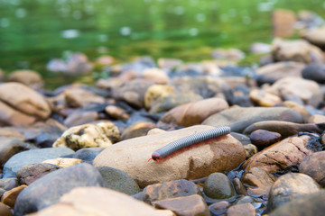 the millipede walking on the stone