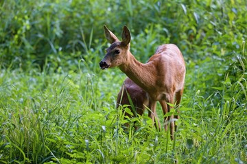 Naklejka na ściany i meble Capreolus capreolus, female Roe Deer feeding young fawn- baby deer.. Wildlife animals. Europe, Slovakia.