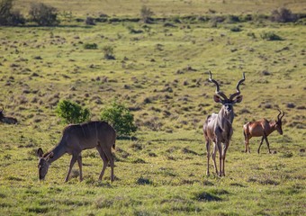 Naklejka na ściany i meble Wild living Greater kudu at Addo Elephant Park in South Africa