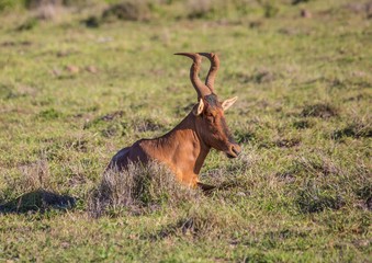 Wild living Red Hartebeests  at Addo Elephant Park in South Africa