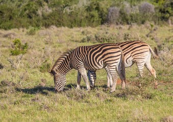 Fototapeta na wymiar Wild living Plains Zebras at Addo Elephant Park in South Africa