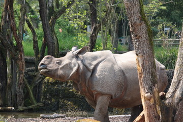 Rhinoceros