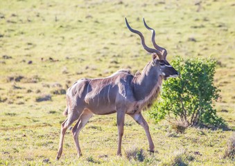 Naklejka na ściany i meble Wild living Greater kudu at Addo Elephant Park in South Africa