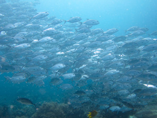 Fototapeta na wymiar Big school of snappers while diving at Raja Ampat, Indonesia