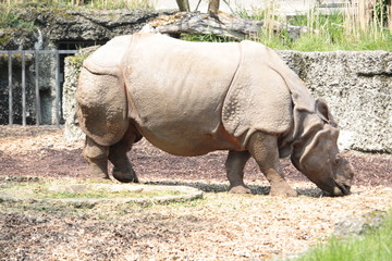 Rhinoceros