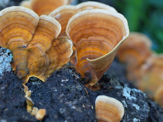 チャウロコタケ