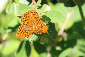 Obraz premium Tabac d'Espagne