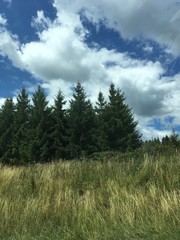 summer landscape