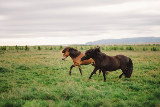 Two trotting horses