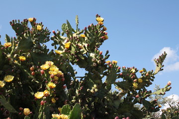 Cactus en fleur