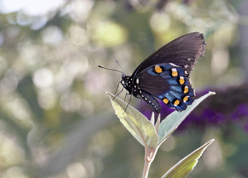 Colorful Pipevine Swallowtail Butterfly