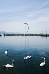 Swans at Ouchy Port of Lausanne, Switzerland