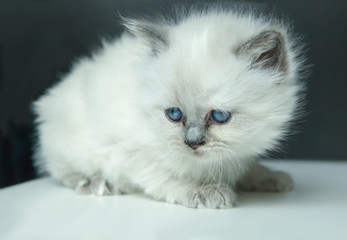Portrait of white Kitten.