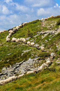 sheep herd walk on a green hill slope
