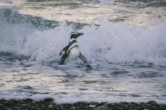 Magellanic penguin coming out of the water in Patagonia