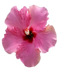 Hibiskus Blüte © xana69