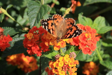 Papillon - Fleurs