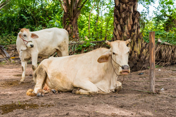 Thai cow is resting under the shade.
